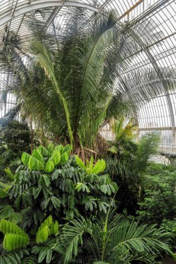 London, Büyük Britanya - Seprember 17, 2014: Bu salon palmiye evde Botanik Bahçeleri, Kew Gardens adlı bir tropikal sera olduğunu..
