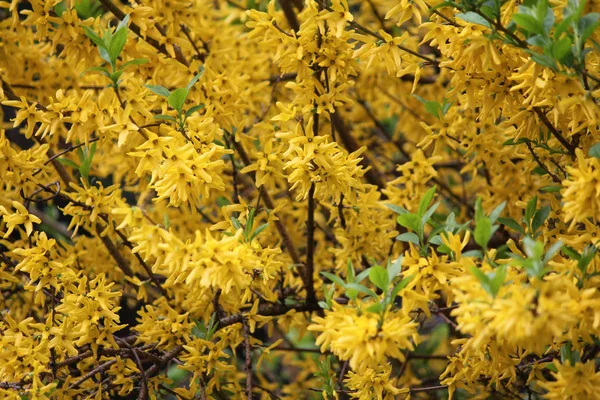 Sont Des Fleurs Forsythia Jaune Vif Sur Les Branches Plante — Photo