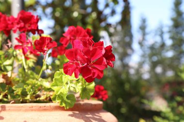 Kırmızı Sardunya çiçeği