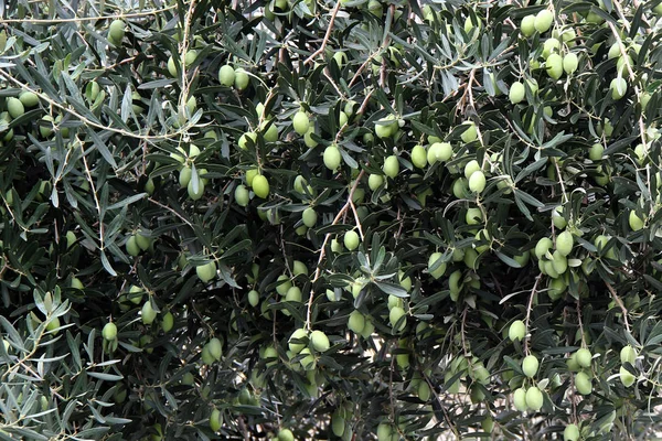 Green olive fruit — Stock Photo, Image