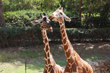 Bunlar safari parkından iki zürafa..