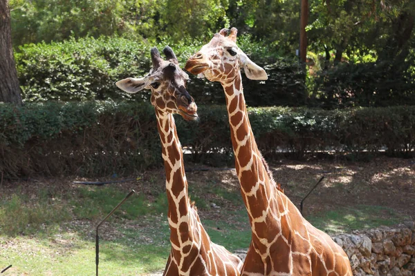 Estas Son Dos Jirafas Parque Safari — Foto de Stock