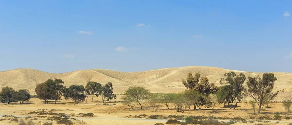이것은 초목이거의 이스라엘의 전경이다 — 스톡 사진