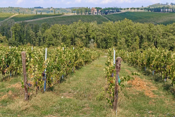 これは イタリアのトスカーナ州 キアンティ渓谷にブドウ畑がある典型的な農業風景の1つです — ストック写真