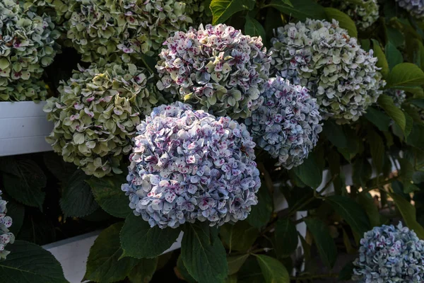 Inflorescences Multicolored Hydrangea Growing Bush Fall — Stock Photo, Image