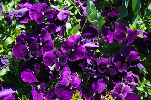 Blooming Purple Pansies Garden — Stock Photo, Image