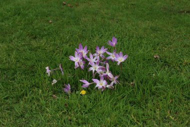 Bunlar sonbaharda çimlerde açan timsahlar..