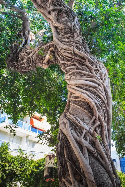 TEL AVIV, ISRAEL - 17 Eylül 2017: Bu şehrin sokaklarında büyüyen bir banyan ağacının şaşırtıcı ve alışılmadık gövdesi.