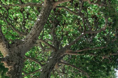 Bunlar eski uçak ağaçlarından yapılmış bir taç..