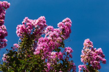 Bu, Hint leylağının solmuş bir cilt rengi..