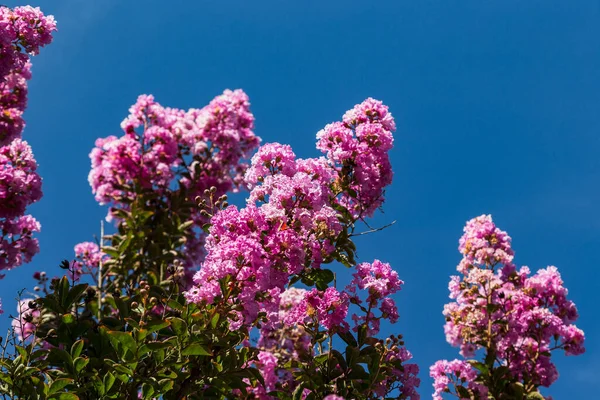 Bu, Hint leylağının solmuş bir cilt rengi..