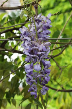 Bu çiçek açan bir leylak salkımı..