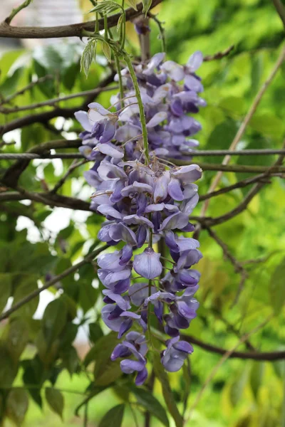 Bu çiçek açan bir leylak salkımı..