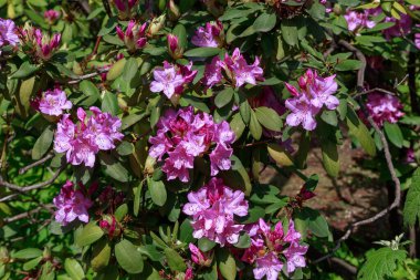Bunlar parktaki çiçek açan çalı çalıları..