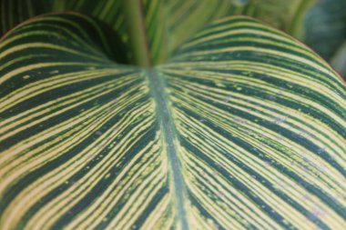 Yaprak deseni ve dokusu ile İndika Çiçeği Yaprakları Kapatılamaz. 