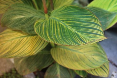 Yaprak deseni ve dokusu ile İndika Çiçeği Yaprakları Kapatılamaz. 