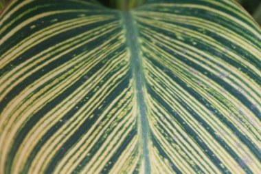 Yaprak deseni ve dokusu ile İndika Çiçeği Yaprakları Kapatılamaz. 