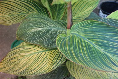 Yaprak deseni ve dokusu ile İndika Çiçeği Yaprakları Kapatılamaz. 