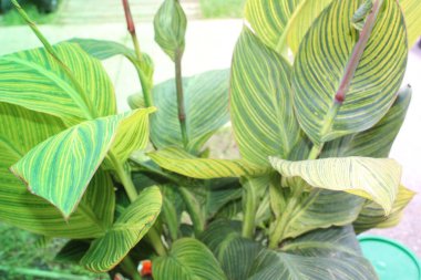 Yaprak deseni ve dokusu ile İndika Çiçeği Yaprakları Kapatılamaz. 