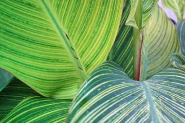 Yaprak deseni ve dokusu ile İndika Çiçeği Yaprakları Kapatılamaz. 