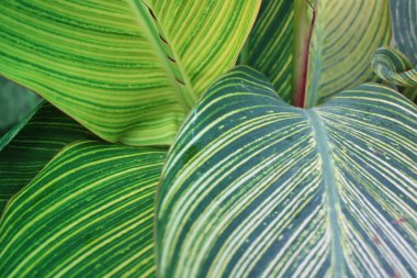 Yaprak deseni ve dokusu ile İndika Çiçeği Yaprakları Kapatılamaz. 