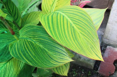 Yaprak deseni ve dokusu ile İndika Çiçeği Yaprakları Kapatılamaz. 