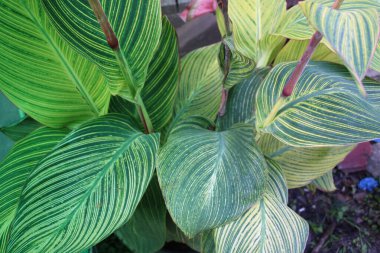 Yaprak deseni ve dokusu ile İndika Çiçeği Yaprakları Kapatılamaz. 