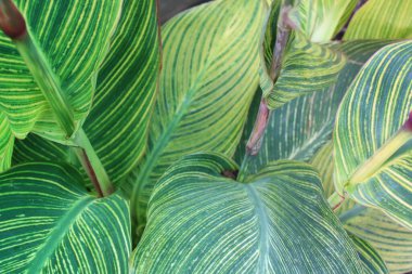 Yaprak deseni ve dokusu ile İndika Çiçeği Yaprakları Kapatılamaz. 