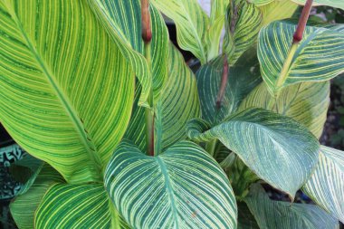 Yaprak deseni ve dokusu ile İndika Çiçeği Yaprakları Kapatılamaz. 