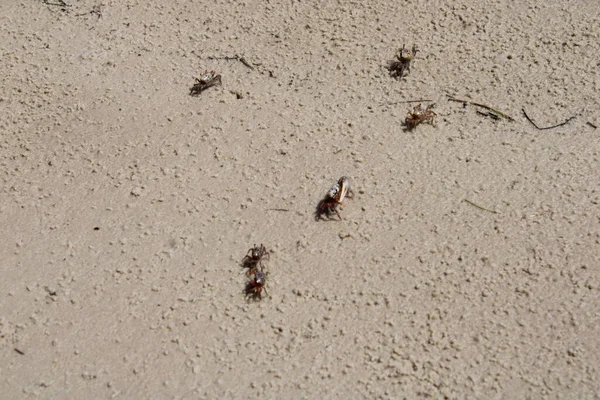 Sahilde düzinelerce Kum Kemancısı Yengeci Kum Sahili geçmişiyle geliyor.. 