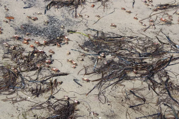 Sahilde düzinelerce Kum Kemancısı Yengeci Kum Sahili geçmişiyle geliyor.. 