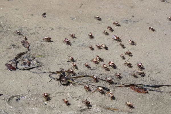 Sahilde düzinelerce Kum Kemancısı Yengeci Kum Sahili geçmişiyle geliyor.. 