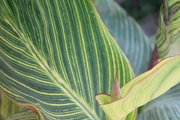 Yaprak deseni ve dokusu ile İndika Çiçeği Yaprakları Kapatılamaz. 