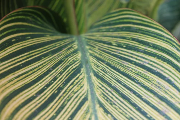 Yaprak deseni ve dokusu ile İndika Çiçeği Yaprakları Kapatılamaz. 