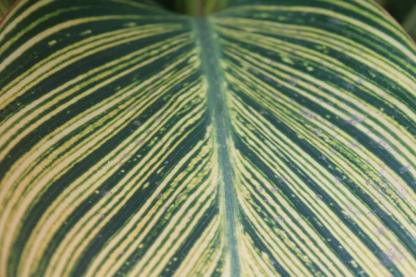 Yaprak deseni ve dokusu ile İndika Çiçeği Yaprakları Kapatılamaz. 