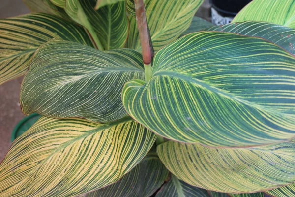 Yaprak deseni ve dokusu ile İndika Çiçeği Yaprakları Kapatılamaz. 