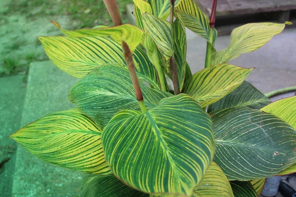 Yaprak deseni ve dokusu ile İndika Çiçeği Yaprakları Kapatılamaz. 