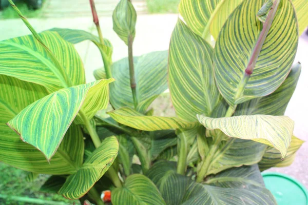 Yaprak deseni ve dokusu ile İndika Çiçeği Yaprakları Kapatılamaz. 