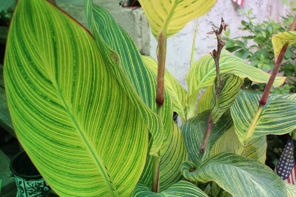 Yaprak deseni ve dokusu ile İndika Çiçeği Yaprakları Kapatılamaz. 