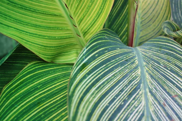 Yaprak deseni ve dokusu ile İndika Çiçeği Yaprakları Kapatılamaz. 