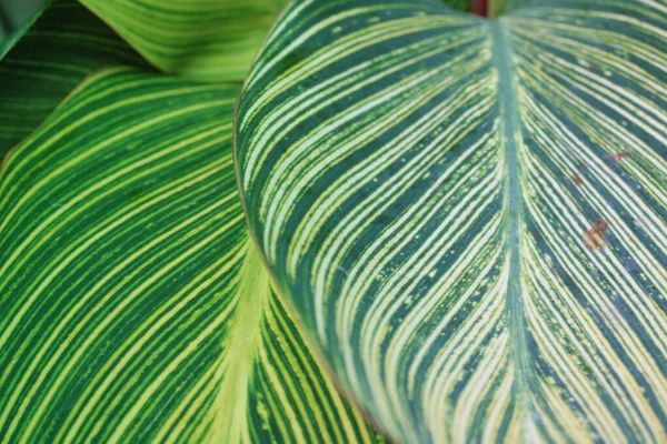 Yaprak deseni ve dokusu ile İndika Çiçeği Yaprakları Kapatılamaz. 