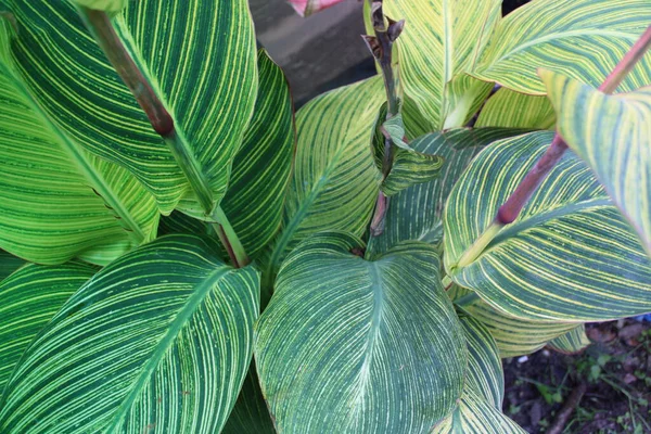 Yaprak deseni ve dokusu ile İndika Çiçeği Yaprakları Kapatılamaz. 