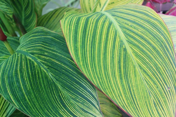 Yaprak deseni ve dokusu ile İndika Çiçeği Yaprakları Kapatılamaz. 