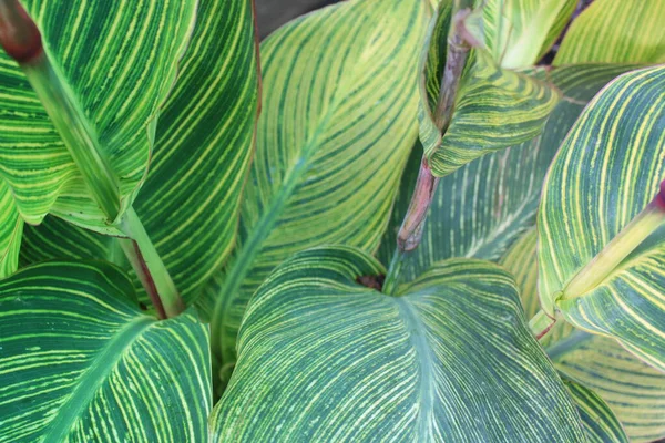 Yaprak deseni ve dokusu ile İndika Çiçeği Yaprakları Kapatılamaz. 