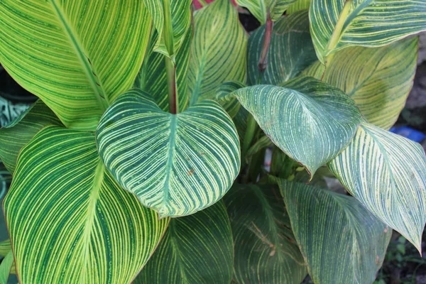 Yaprak deseni ve dokusu ile İndika Çiçeği Yaprakları Kapatılamaz. 