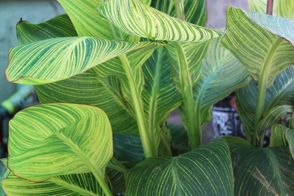 Yaprak deseni ve dokusu ile İndika Çiçeği Yaprakları Kapatılamaz. 