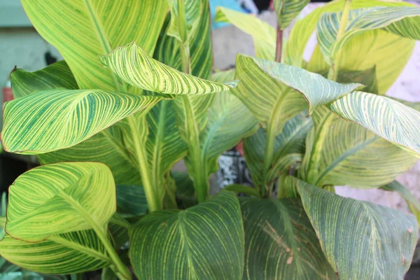 Yaprak deseni ve dokusu ile İndika Çiçeği Yaprakları Kapatılamaz. 