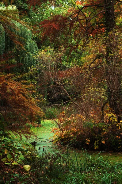 Осенний Разноцветный Лес Деревья Красными Зелеными Желтыми Листьями Болото Мелкая — стоковое фото