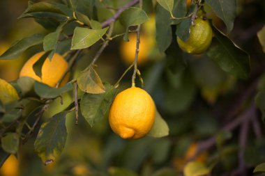 Limon (meyve, narenciye) bir ağacın dalları üzerinde. Gün ışığında, sığ derinlik-in tarla, seçici netlik çekim. Metin için yer