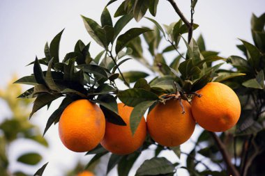 Portakal (meyve, narenciye) bir ağacın dalları üzerinde. Gün ışığında, sığ derinlik-in tarla çekim. Metin için yer